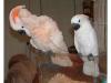 Bardzo szczególne samce i samice papug kakadu